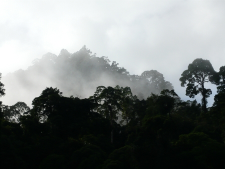 Morgentåge over regnskoven
