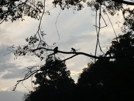 Makakaber ved Kinabatangan