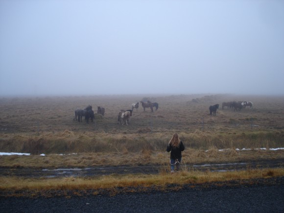 hesteflok i tåge