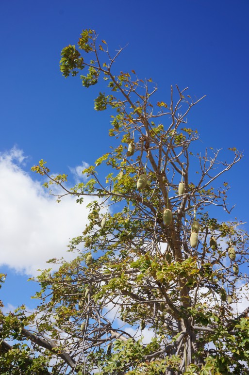 Baobab - Boa Vista